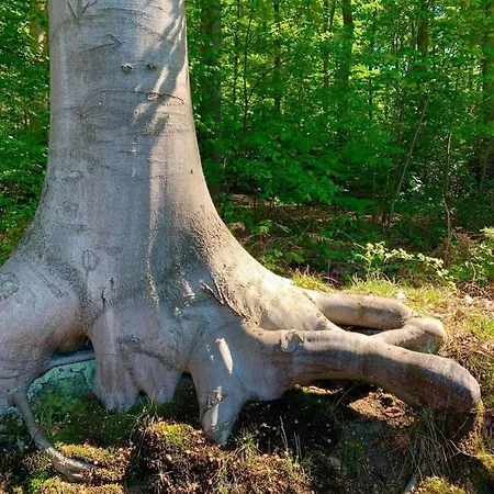 Haus Oberkirchen Nähe Winterberg Bis 20 P