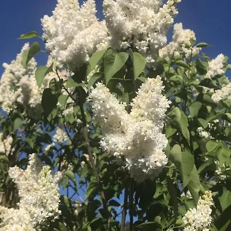 Haus Oberkirchen Nähe Winterberg Bis 20 P * Schmallenberg