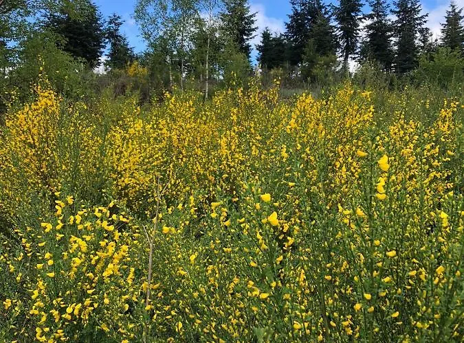 Haus Oberkirchen Naehe Winterberg Bis 20 P Appartement